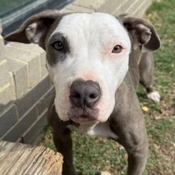 Pit Bull Terrier Dogs Available for Adoption in The Colony, Texas - Serena | PetCurious
