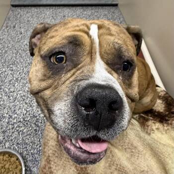 Jethro -  Mixed Breed Dog for Adoption in Fairport, New York - Jethro | PetCurious