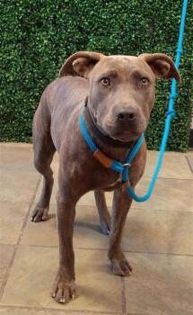 Chi Chi -  Pit Bull Terrier and Mixed Breed Dog for Adoption in El Paso, Texas - Chi Chi | PetCurious
