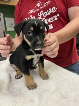 Cal -  Mixed Breed Dog for Adoption in Kansas City, Missouri - Cal | PetCurious
