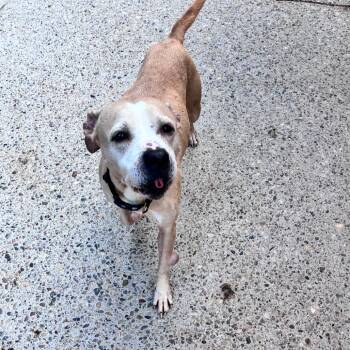 Valentine -  Mixed Breed Dog for Adoption in Charleston, West Virginia - Valentine | PetCurious