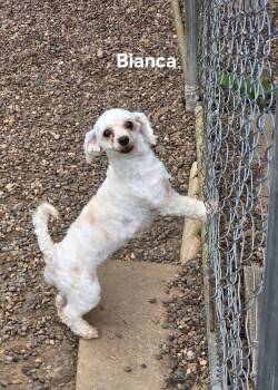 Rescue Bichon Frise and Maltese Dogs for Adoption in Wever, Iowa - Bianca | PetCurious