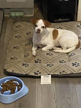 Sasha -  Chihuahua Dog for Adoption in Aurora, Indiana - Sasha | PetCurious