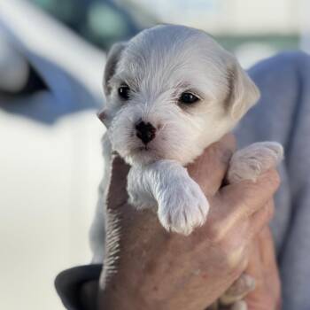 Poodle Dogs Available for Adoption - Moon | PetCurious