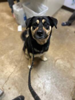 Sloan -  Shepherd Dog for Adoption in New Braunfels, Texas - Sloan | PetCurious