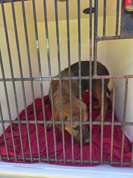 Saphira -  Mixed Breed Dog for Adoption in Mobile, Alabama - Saphira | PetCurious