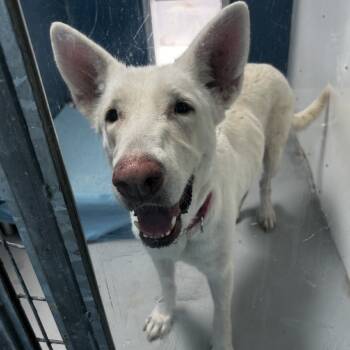 Rescue German Shepherd Dog Dogs for Adoption in Pahrump, Nevada - Guera | PetCurious