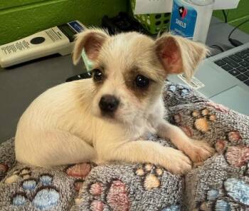 lola -  Terrier Dog for Adoption in Lawrenceville, Georgia - Lola | PetCurious