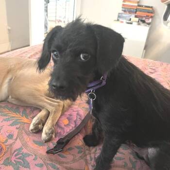 Suga -  Terrier and Mixed Breed Dog for Adoption in San Francisco, California - Suga | PetCurious