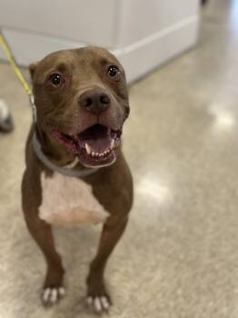 Rescue Pit Bull Terrier and Terrier Dogs for Adoption in Oswego, Illinois - Griffin | PetCurious