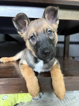 Howdy -  Mixed Breed Dog for Adoption in Winnipeg, Manitoba - Howdy | PetCurious