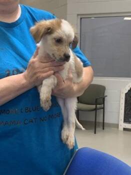 Jojo -  Australian Shepherd and Mixed Breed Dog for Adoption in Beatrice, Nebraska - Jojo | PetCurious