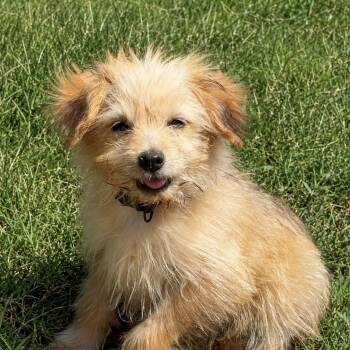 Milo -  Maltese and Chihuahua Dog for Adoption in Pelham, New Hampshire - Milo | PetCurious