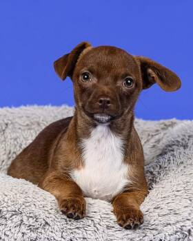 Rob -  Chihuahua Dog for Adoption in Novato, California - Rob | PetCurious