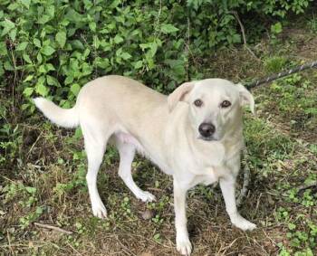 Bug -  Labrador Retriever Dog for Adoption in Morristown, Tennessee - Bug | PetCurious