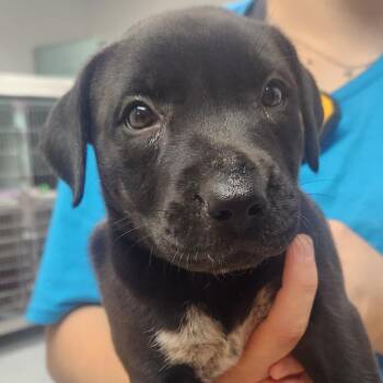 Brisket-2247 -  Black Labrador Retriever and Mixed Breed Dog for Adoption in Tyler, Texas - Brisket-2247 | PetCurious