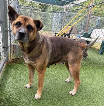 Mixed Breed Dogs Available for Adoption in Columbia, South Carolina - ZELLA | PetCurious