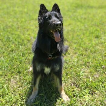 Sophie (Courtesy Post) -  German Shepherd Dog Dog for Adoption in Vine Grove, Kentucky - Sophie (Courtesy Post) | PetCurious