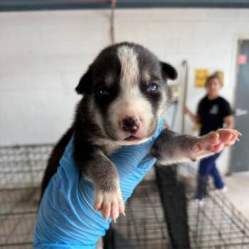 Cinnamon -  Shepherd Dog for Adoption in Edinburg, Texas - Cinnamon | PetCurious