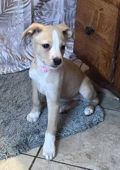 Fox Terrier Dogs Available for Adoption in North Prairie, Wisconsin - **SCARLETT** | PetCurious