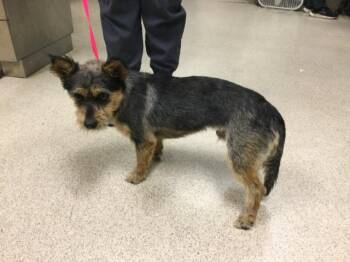 VALOR -  Terrier and Mixed Breed Dog for Adoption in Riverside, California - VALOR | PetCurious