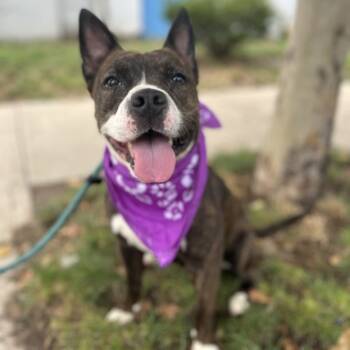 Rescue Pit Bull Terrier and Mixed Breed Dogs for Adoption in Newark, New Jersey - Maisie | PetCurious
