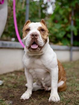 Rescue Shar Pei and American Staffordshire Terrier Dogs for Adoption - Sonia | PetCurious
