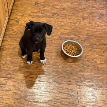 Mamba -  Mixed Breed Dog for Adoption in Grand Forks, North Dakota - Mamba | PetCurious