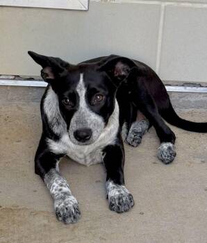 Ariel -  Australian Cattle Dog Blue Heeler Dog for Adoption in Wolcott, Connecticut - Ariel | PetCurious