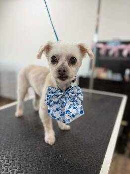 Miniature Poodle Dogs Available for Adoption in De Pere, Wisconsin - Tyrone | PetCurious