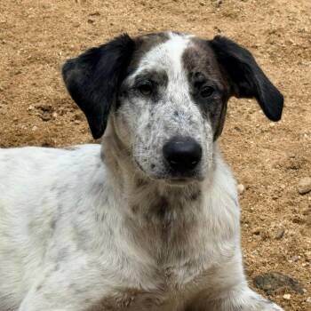 CT Athena (Foster in Glastonbury,  CT) -  Catahoula Leopard Dog and Mixed Breed Dog for Adoption in Stormville, New York - CT Athena (Foster In Glastonbury,  CT) | PetCurious