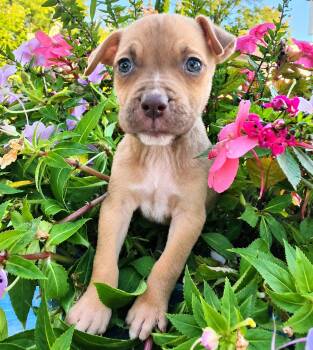 David -  Pit Bull Terrier Dog for Adoption in Oxford, Michigan - David | PetCurious