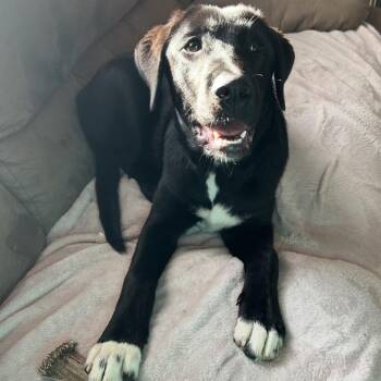 Bonnie -  Mixed Breed Dog for Adoption in Mebane, North Carolina - Bonnie | PetCurious