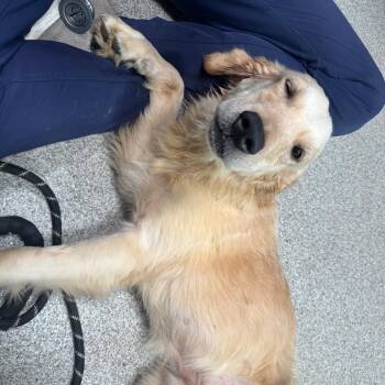 Banjo -  Golden Retriever Dog for Adoption in Englewood, Florida - Banjo | PetCurious