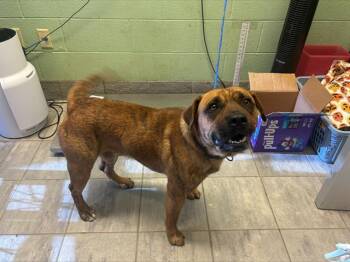 American Staffordshire Terrier and Mixed Breed Dogs Available for Adoption in Grand Prairie, Texas - MR. PIBB | PetCurious