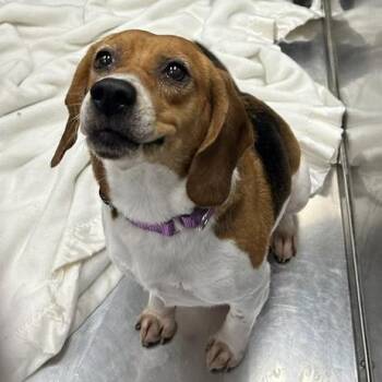Beagle Dogs Available for Adoption in Knoxville, Tennessee - Daisy | PetCurious