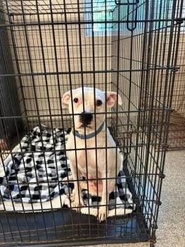 Gardinia -  Pit Bull Terrier Dog for Adoption in Georgetown, Ohio - Gardinia | PetCurious