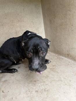 A475841 -  Pit Bull Terrier and Dachshund Dog for Adoption in Oklahoma City, Oklahoma - A475841 | PetCurious