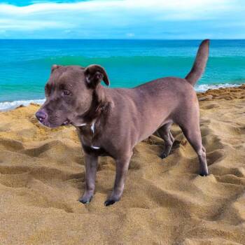 Rescue Chocolate Labrador Retriever Dogs for Adoption in Lorida, Florida - Chantilly Lace | PetCurious