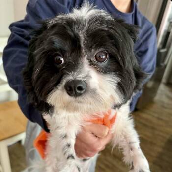 Maltipoo Dogs Available for Adoption - Benny | PetCurious