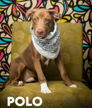 Polo -  Mixed Breed Dog for Adoption in North Myrtle Beach, South Carolina - Polo | PetCurious