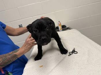 Pit Bull Terrier Dogs Available for Adoption - CANARY | PetCurious