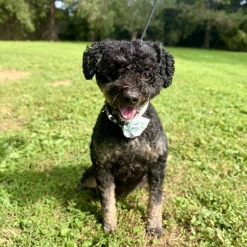 Darla -  Miniature Poodle and Bernese Mountain Dog Dog for Adoption in Louisville, Kentucky - Darla | PetCurious