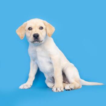 Mixed Breed Dogs Available for Adoption in Franklin, Tennessee - Paisleigh | PetCurious