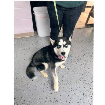 Simba -  Husky Dog for Adoption in Salem, West Virginia - Simba | PetCurious