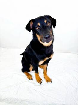 Milo -  Shepherd Dog for Adoption in Bixby, Oklahoma - Milo | PetCurious