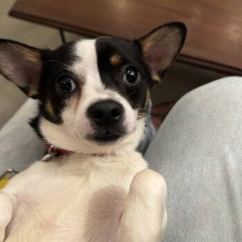 Rat Terrier and Mixed Breed Dogs Available for Adoption in Durham, North Carolina - Captain Lee | PetCurious