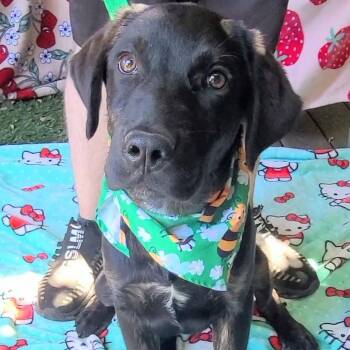 Great Pyrenees and Black Labrador Retriever Dogs Available for Adoption in Woolwich, Maine - James Bond | PetCurious