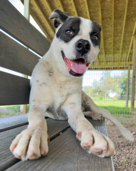 Rescue Mixed Breed Dogs for Adoption in Leander, Texas - Winston | PetCurious