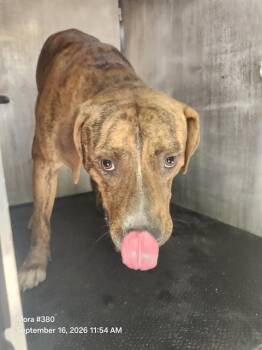 NINO -  American Staffordshire Terrier Dog for Adoption in San Antonio, Texas - NINO | PetCurious